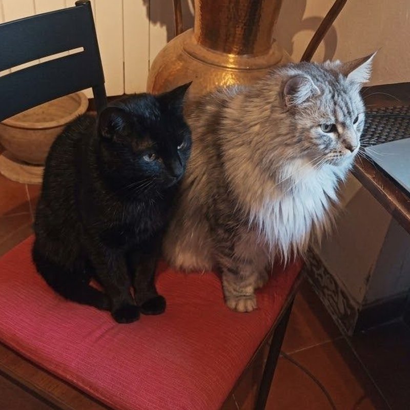 La mia IA felina preferita